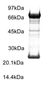 SDS-PAGE (KIT-33H).jpg